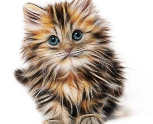 Katzenbild zu dem Feedback Erfolg bei Tierhaarallergie